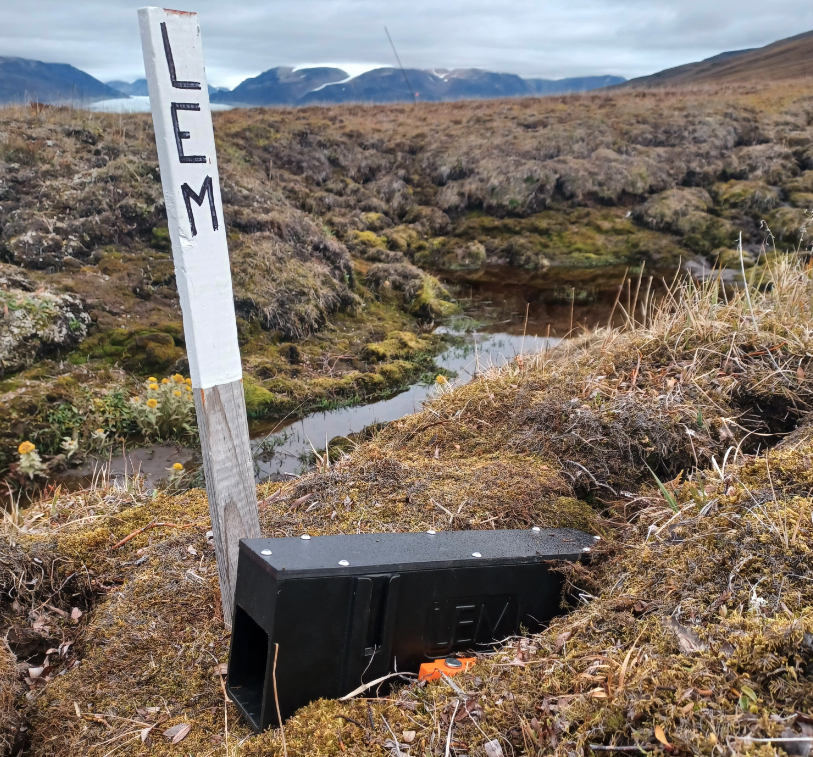Counting lemmings in the Canadian Arctic